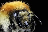 Portrait of Bumblebee on black background - France 
