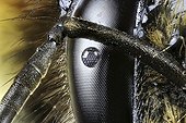 Eye of Bumblebee - France 