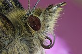 Portrait of Butterfly - France 