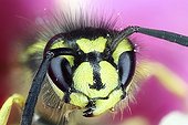 Portrait of Wasp - France 
