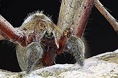 Portrait of Spider - France