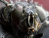Portrait of Fly - France
