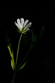 Greater stitchwort in black background - Burgundy France