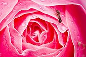 Ant and Aphid on Rose covered with water drops after rain