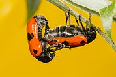 Leaf Beetle mating - Alsace France