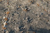 Ornithopod dinosaur footprints in a flat rock - Senoba Spain ; formerly the bottom of an inland lagoon at the Senoba fossil site