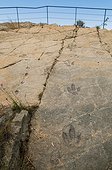 Ornithopod dinosaur footprints in a flat rock - Munill Spain ; formerly the bottom of an inland lagoon at the Senoba fossil site