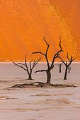 Dead acacia trees at Dead Vlei - Sossusvlei Namib Namibia 