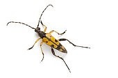 Long-horned beetle