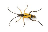 Long-horned beetle