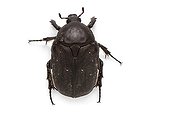 Protaetia beetle