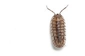 Common striped woodlouse