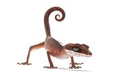 Cat Gecko