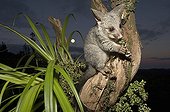 Juvenile Brushtail Possum on tree root - New Zealand