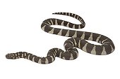 Little filesnake on white background ; Native to Asia