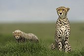 Cheetah and young in savanna - East Africa