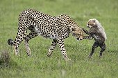 Cheetah and young in savanna - East Africa