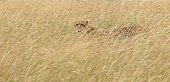 Cheetah in tall grass - East Africa 