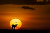 Impala in the plain at dusk - East Africa 