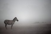 Grant's Zebra in the mist - East Africa 