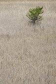 Arbre et herbes sèches dans un réservoir asséché - Espagne