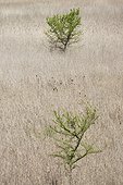 Arbres et herbes sèches dans un réservoir asséché - Espagne