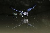 Common Pipistrelle in flight drinking - France