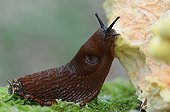 Red slug eating a mushroom in the woods - France 