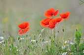 Poppies in bloom - France 