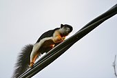 Prevost' squirrel on a cable - Taman Negara Malaysia