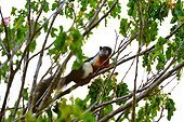 Prevost' squirrel on a branch - Taman Negara Malaysia