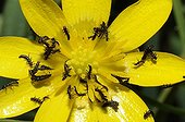 Oil Beetle larva on Fig buttercup - Vosges du Nord France ; Pending the passage of a bee to parasitize 