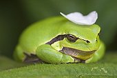 Green tree frog on a leaf Bramble - France