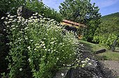 Roman chamomile in bloom bordering a garden path - France