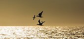 Cape gannet in flight - Bird Island   South Africa
