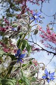 Borage flowers under a tree in Judea in a garden