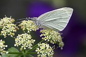 Pieris on Alexanders blooming in a garden - France