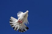 Bizet pigeon in flight against blue sky - France
