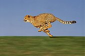 Cheetah - Africa