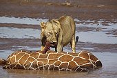 Lion Reticulated giraffe - Kenya ; Reticulated giraffe stuck and drowned in the river 
