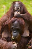 Bornean Orang-utan female and young