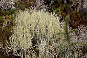 Cup Lichen in boreal forest - Quebec Canada