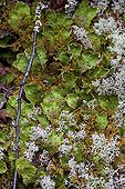 Lung lichen cup moss and undergrowth - Québec Canada