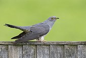 Cuckoo perched on a fence at spring - GB