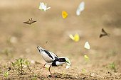 Pied lapwing catching a butterfly - Pantanal Brazil 
