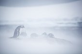 Gentoo penguins in the blizzard - Antarctic Peninsula