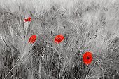 Blooming poppies in a wheat field - France