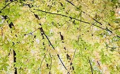 Zelkova ; Japanese zelkova, Zelkova serrrata tree. Viewed from underneath looking up at the canopy of leaves turning yellow and backlit.