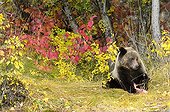 Grizzly eating a salmon - Chilcotin Mountains Canada ; Age: 2.5 years 