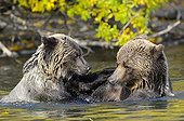 Grizzlys playing in water - Chilcotin Mountains Canada  ; Age: 2.5 years 